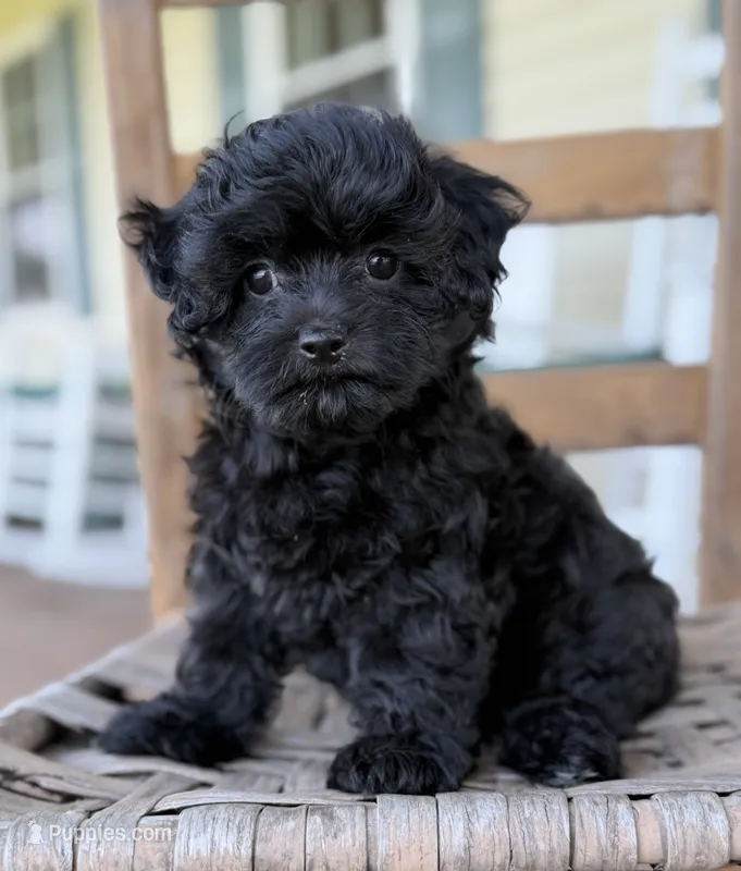 Holly – Poodle - Miniature , Morkie puppy for sale in Westfield, IN