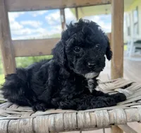 Joey, a male Maltipoo for sale in Morehead, KY – 3 of 3