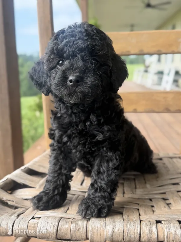 Honey – Poodle - Miniature  puppy for sale in Morehead, KY