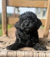 Honey, a female Poodle - Miniature  for sale in Westfield, IN – 4 of 5