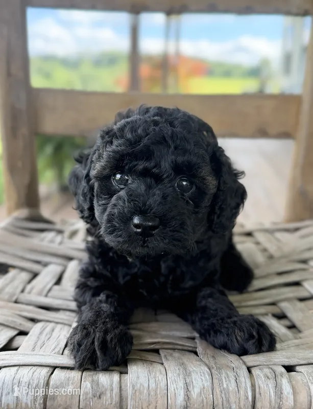 Hazel – Poodle - Miniature  puppy for sale in Morehead, KY