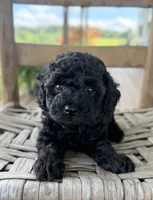 Hazel, a female Poodle - Miniature  for sale in Morehead, KY – 2 of 3