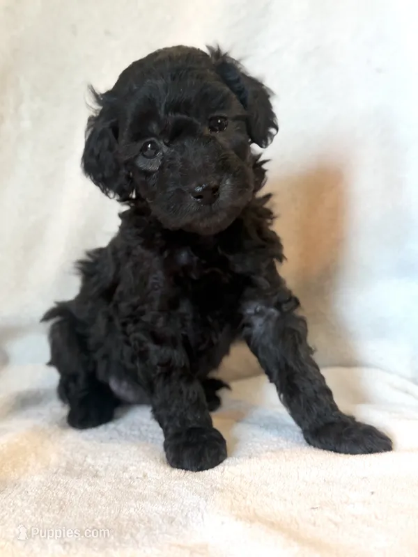 Hazel – Poodle - Miniature  puppy for sale in Westfield, IN