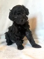 Hazel, a female Poodle - Miniature  for sale in Westfield, IN – 1 of 3