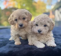 Beau, a male Maltipoo for sale in Westfield, IN – 6 of 6