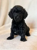 Ember, a male Poodle - Miniature  for sale in Westfield, IN – 1 of 3