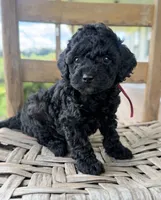 Honey, a female Poodle - Miniature  for sale in Morehead, KY – 2 of 4