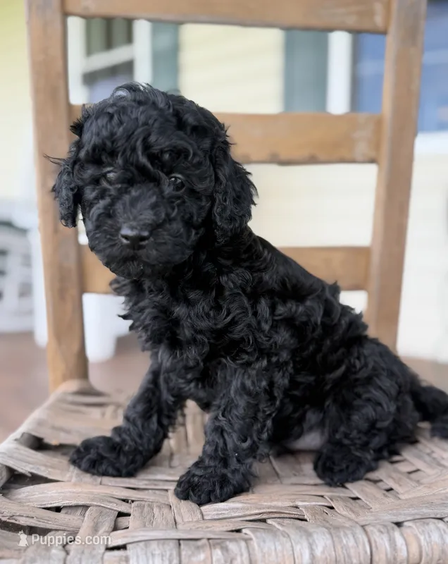 Tommy – Maltipoo puppy for sale in Morehead, KY