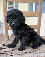 Tommy, a male Maltipoo for sale in Westfield, IN – 2 of 3