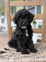 Joey, a male Maltipoo for sale in Westfield, IN – 1 of 3