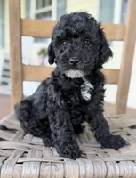 Joey, a male Maltipoo for sale in Westfield, IN – 3 of 3
