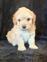 Forest, a male Poodle - Miniature  for sale in Westfield, IN – 3 of 4