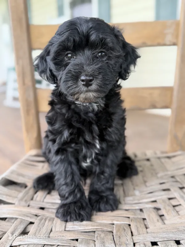 Frankie  – Maltipoo puppy for sale in Westfield, IN
