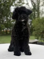 Joey, a male Maltipoo for sale in Westfield, IN – 3 of 3
