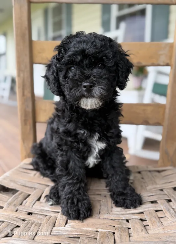 Nancy – Maltipoo puppy for sale in Westfield, IN