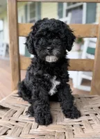 Nancy, a female Maltipoo for sale in Westfield, IN – 2 of 3