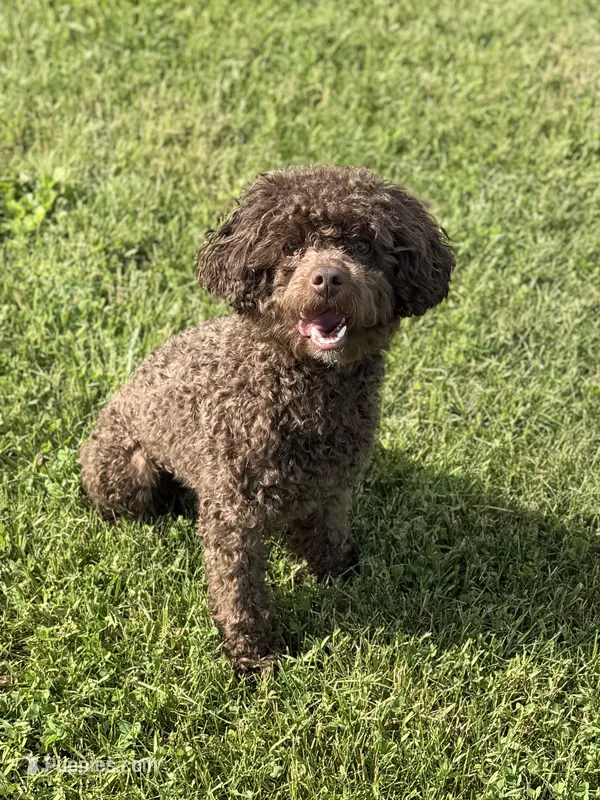 Murphy – Poodle - Miniature  puppy for sale in Morehead, KY