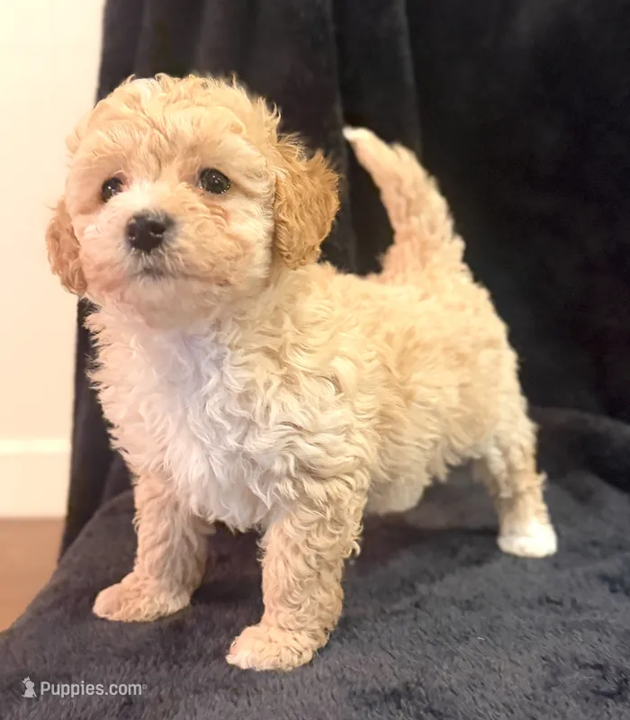 Daphne – Poodle - Miniature  puppy for sale in Westfield, IN