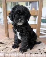 Nancy, a female Maltipoo for sale in Westfield, IN – 1 of 3