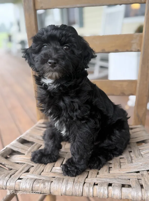 Frankie  – Maltipoo puppy for sale in Westfield, IN