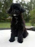 Joey, a male Maltipoo for sale in Westfield, IN – 2 of 3
