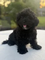 Homer, a male Poodle - Miniature  and Morkie for sale in Westfield, IN – 3 of 4