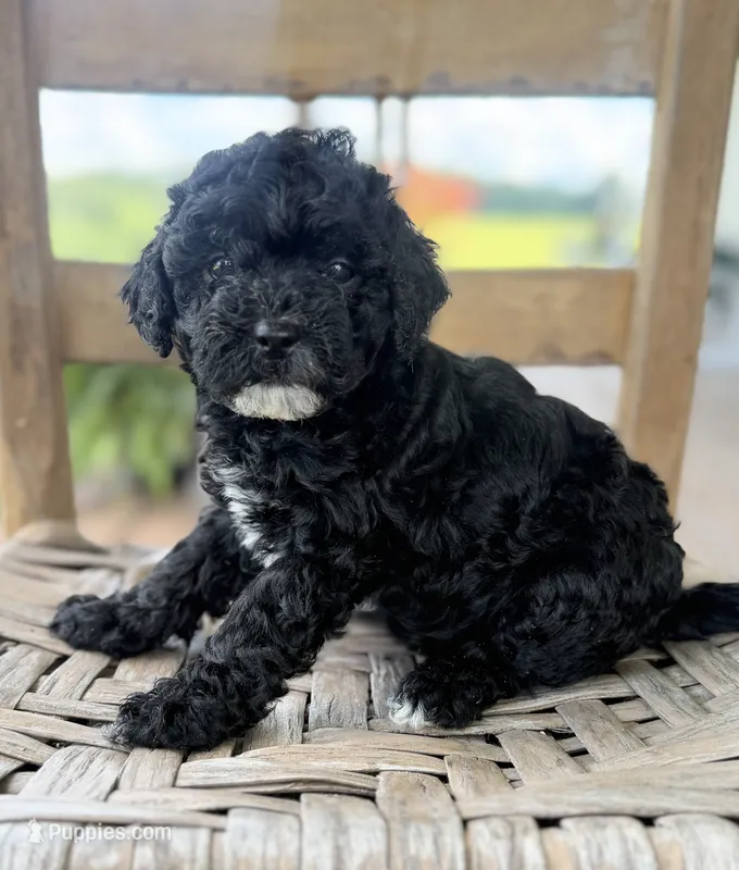 Nancy – Maltipoo puppy for sale in Morehead, KY