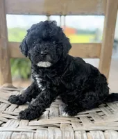 Nancy, a female Maltipoo for sale in Morehead, KY – 1 of 2