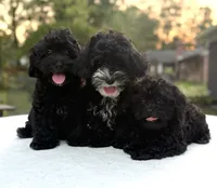 Harper, a female Poodle - Miniature  and Morkie for sale in Westfield, IN – 4 of 4