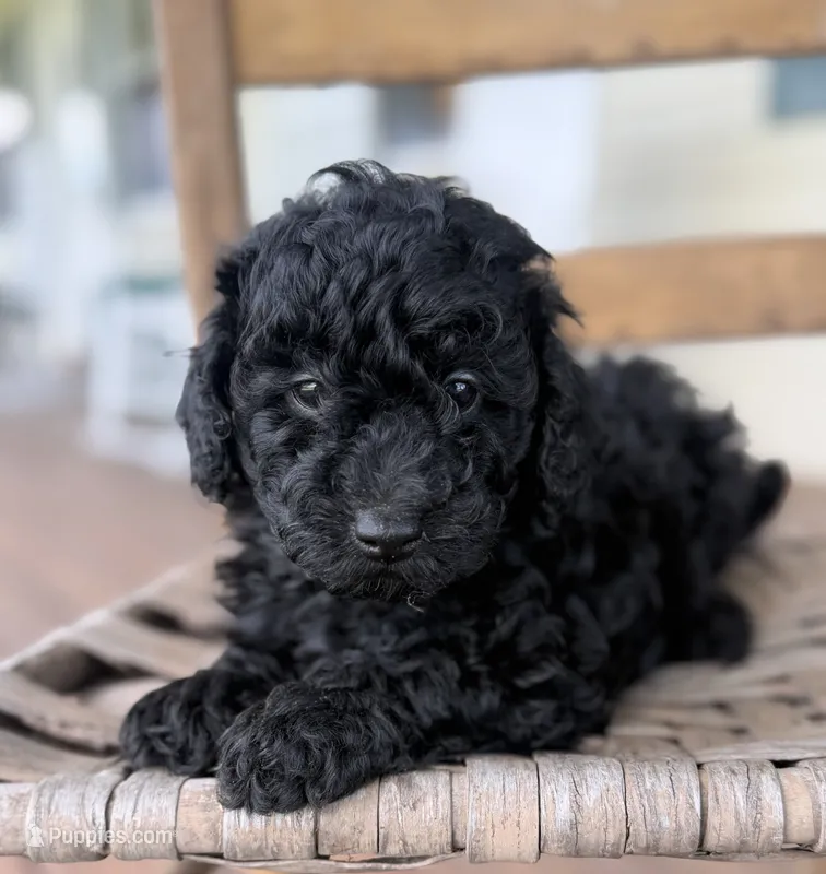 Tommy – Maltipoo puppy for sale in Westfield, IN