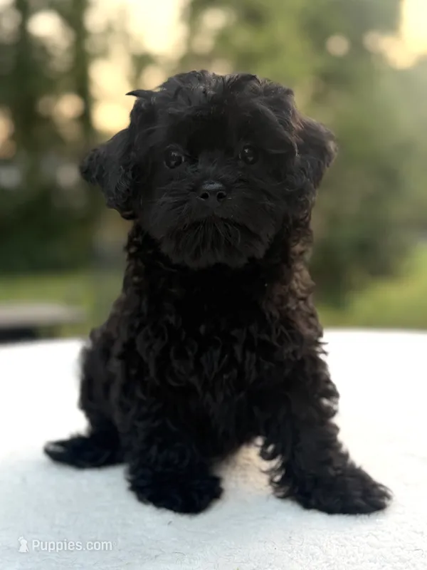Holly – Poodle - Miniature , Morkie puppy for sale in Westfield, IN