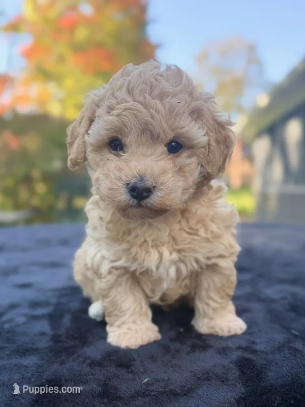 Beau – Maltipoo puppy for sale in Westfield, IN