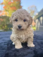 Beau, a male Maltipoo for sale in Westfield, IN – 1 of 6