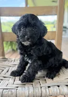 Frankie , a male Maltipoo for sale in Morehead, KY – 1 of 3