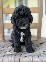 Nancy, a female Maltipoo for sale in Westfield, IN – 3 of 3