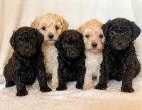 Maple, a female Poodle - Miniature  for sale in Westfield, IN – 4 of 4