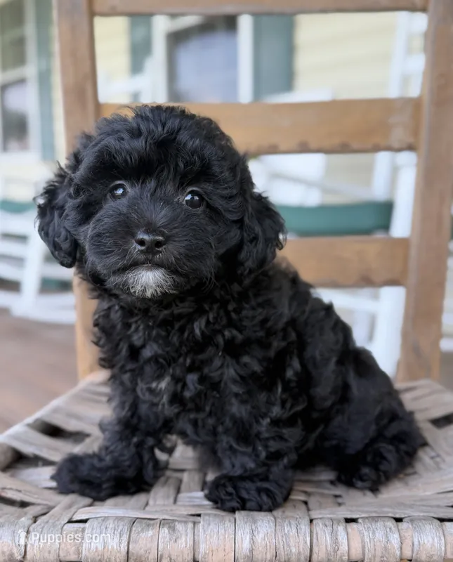 Homer – Poodle - Miniature , Morkie puppy for sale in Westfield, IN