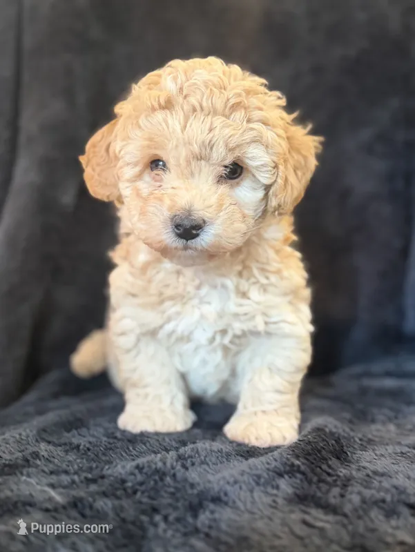 Beau – Maltipoo puppy for sale in Westfield, IN