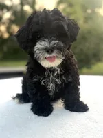 Harper, a female Poodle - Miniature  and Morkie for sale in Westfield, IN – 1 of 4