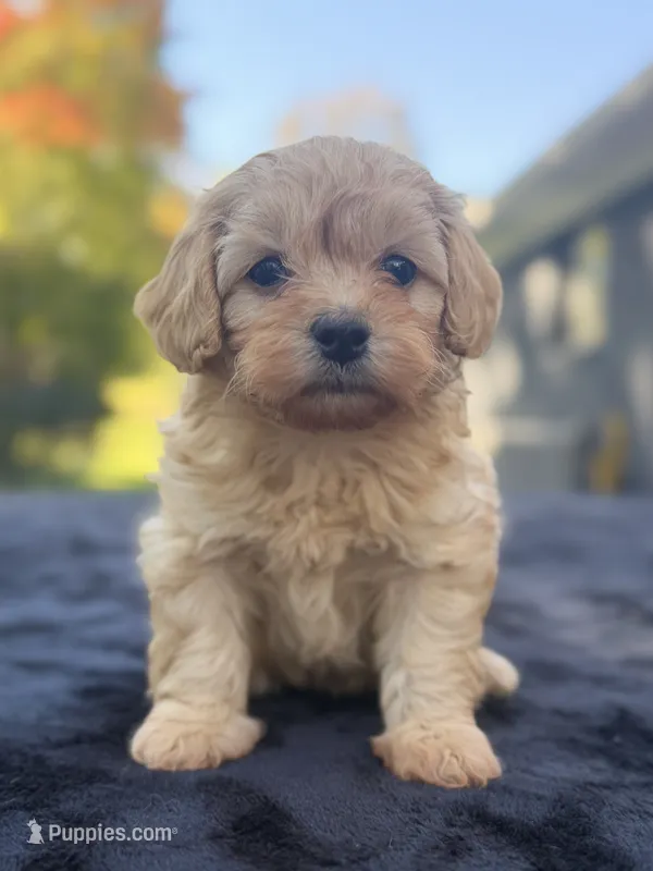 Belle – Maltipoo puppy for sale in Westfield, IN