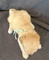 Daisy, a female Poodle - Miniature  for sale in Westfield, IN – Photo 3 of 4