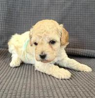 Daisy, a female Poodle - Miniature  for sale in Westfield, IN – Photo 1 of 4
