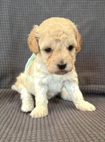 Daisy, a female Poodle - Miniature  for sale in Westfield, IN – Photo 2 of 4