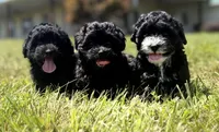 Homer, a male Poodle - Miniature  and Morkie for sale in Westfield, IN – 4 of 4
