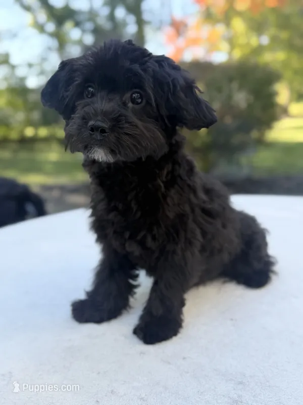 Homer – Poodle - Miniature , Morkie puppy for sale in Westfield, IN