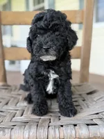 Nancy, a female Maltipoo for sale in Westfield, IN – 1 of 3