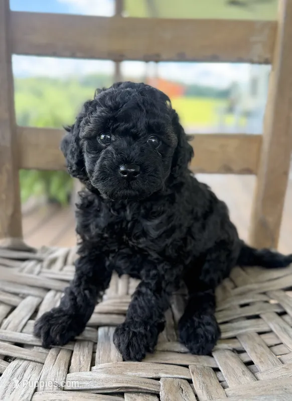 Hazel – Poodle - Miniature  puppy for sale in Morehead, KY
