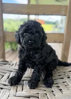 Hazel, a female Poodle - Miniature  for sale in Morehead, KY – 1 of 3