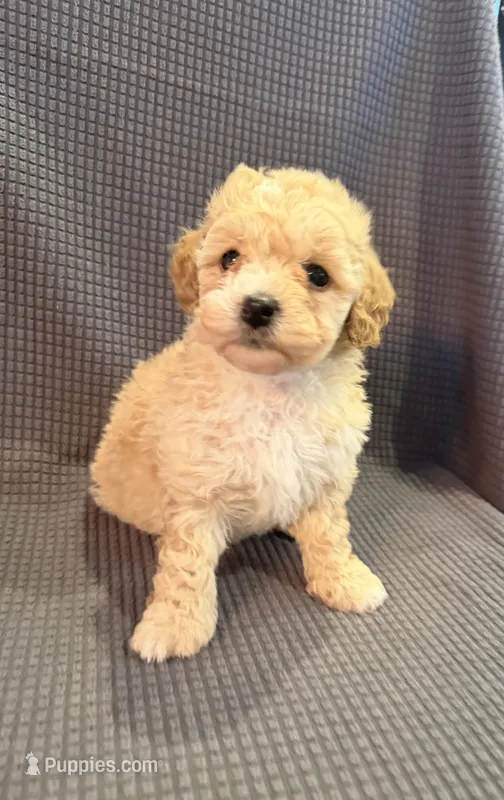 Daphne – Poodle - Miniature  puppy for sale in Westfield, IN