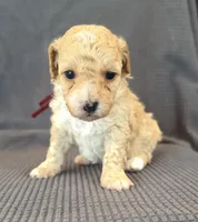 Daphne, a female Poodle - Miniature  for sale in Westfield, IN – Photo 2 of 4